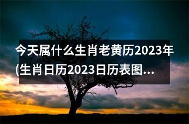 今天属什么生肖老黄历2023年(生肖日历2023日历表图片)