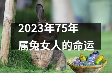 2023年75年属兔女人的命运