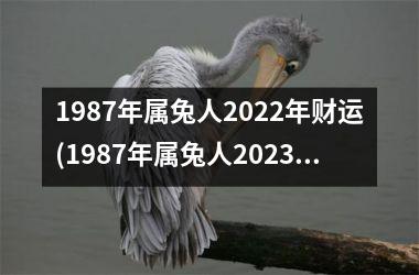 1987年属兔人2022年财运(1987年属兔人2023年全年运势)