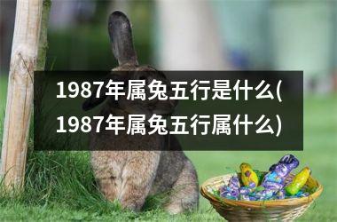 <h3>1987年属兔五行是什么(1987年属兔五行属什么)