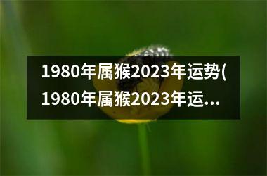 1980年属猴2023年运势(1980年属猴2023年运势完整版)