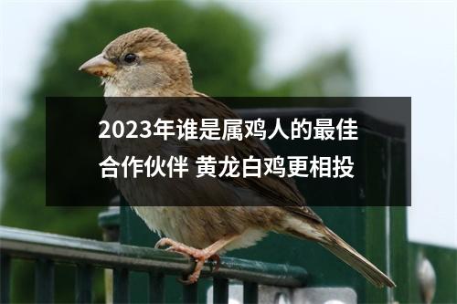 2023年谁是属鸡人的佳合作伙伴黄龙白鸡更相投