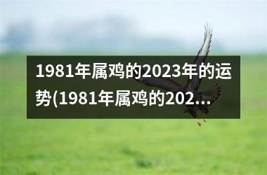 1981年属鸡的2023年的运势(1981年属鸡的2023年运势运程)