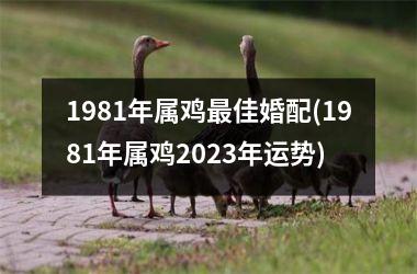 1981年属鸡最佳婚配(1981年属鸡2023年运势)