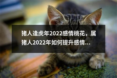 猪人逢虎年2022感情桃花，属猪人2022年如何提升感情运