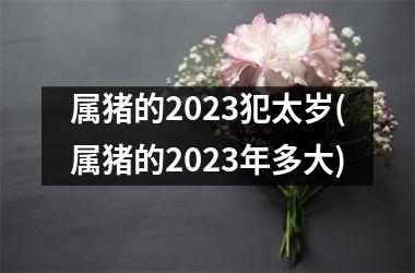 属猪的2023犯太岁(属猪的2023年多大)