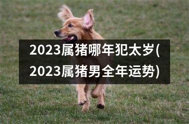 2023属猪哪年犯太岁(2023属猪男全年运势)