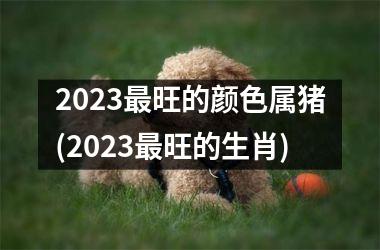 2023最旺的颜色属猪(2023最旺的生肖)